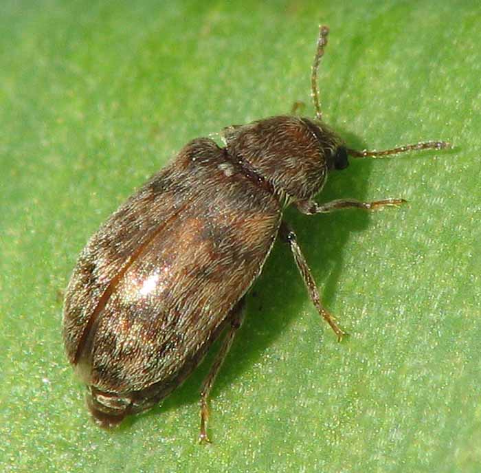 Xerasia sp. (Byturidae)