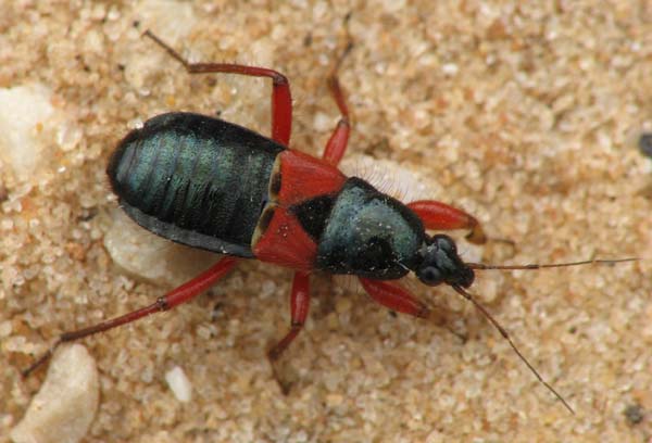ID help