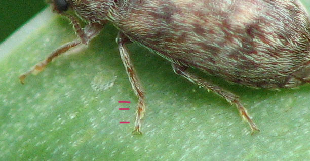Xerasia sp. (Byturidae)