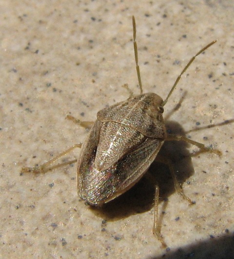 Heteroptera d''Israele: Aeliomorpha, Ischnopeza e Emblethis