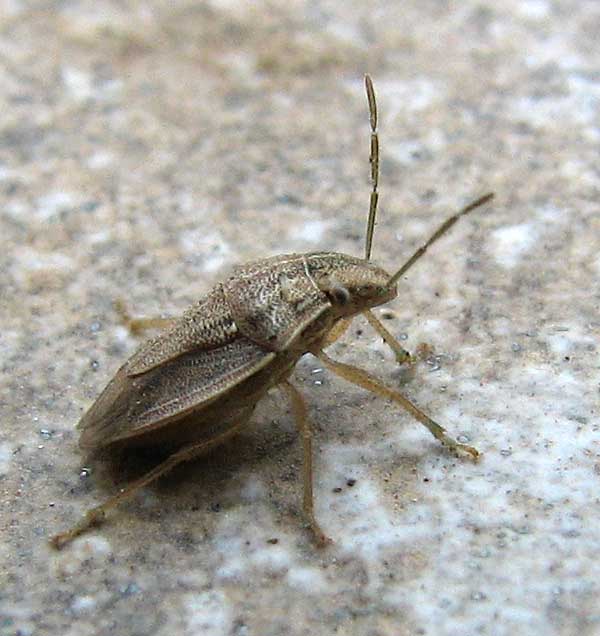 Heteroptera d''Israele: Aeliomorpha, Ischnopeza e Emblethis