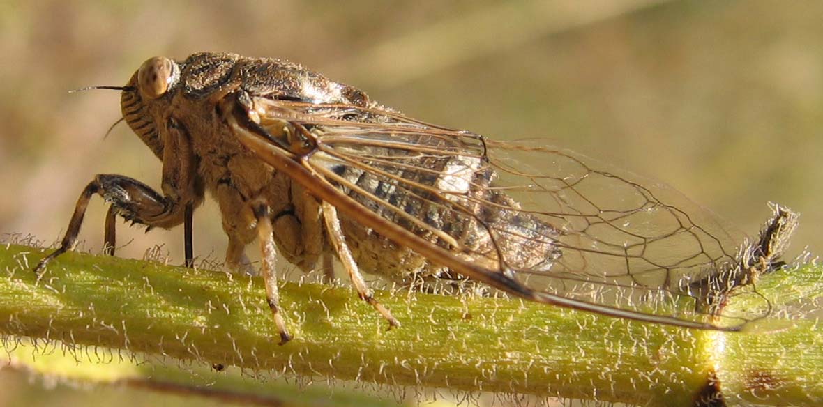 Which Cicada ?