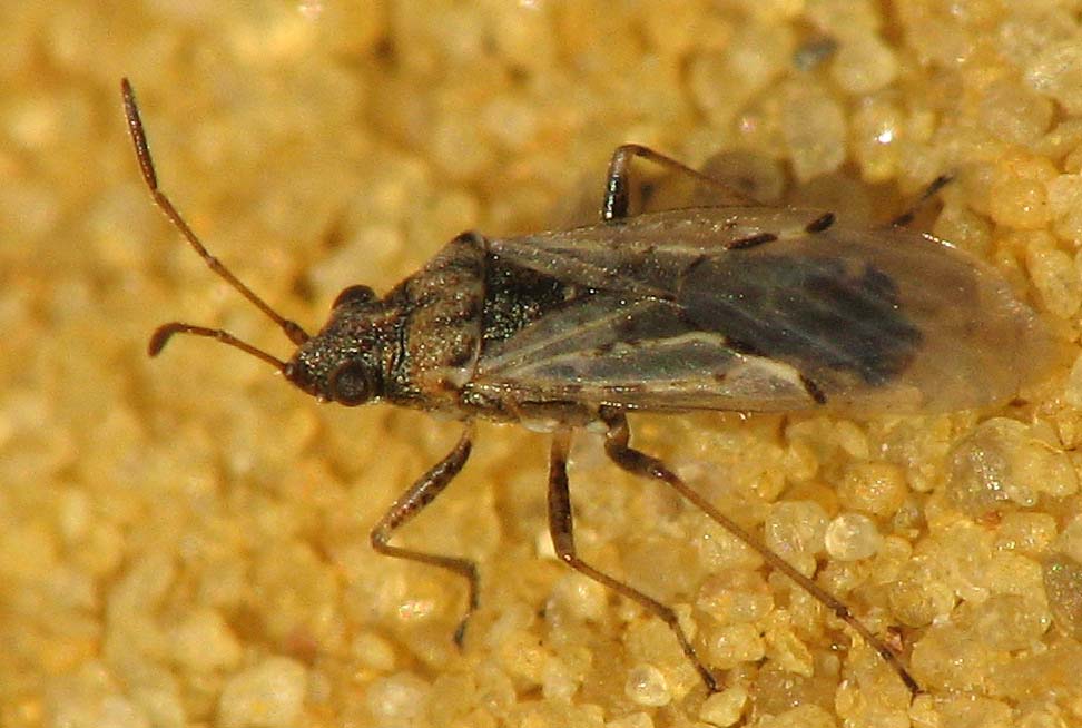 Heteroptera d''Israele: Megacoelum e Nysius