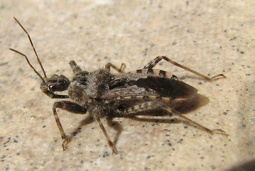 Coranus griseus ?