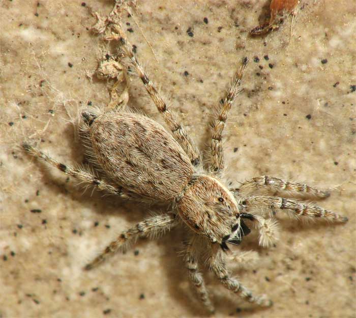 Salticoidea from israel