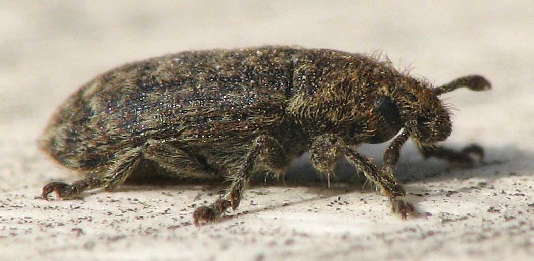 Curculionoidea from Israel