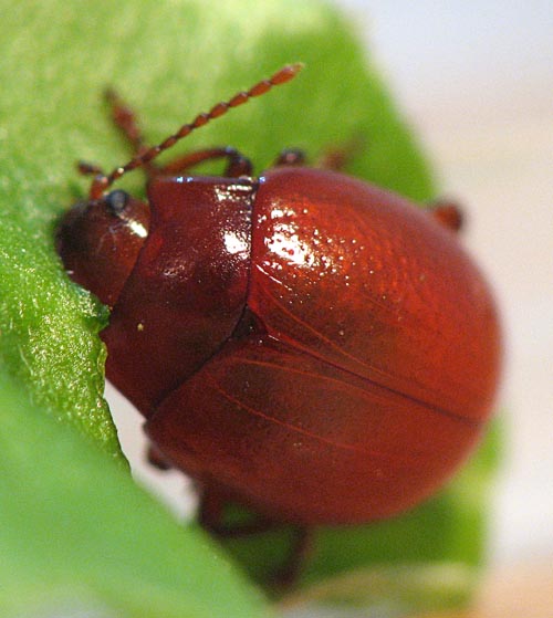 Chrysomelidae