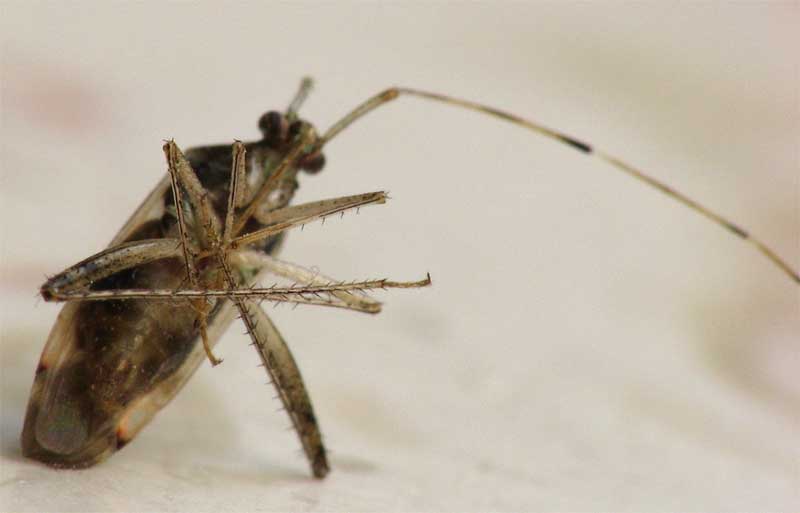 Heteroptera d''Israele: Megacoelum e Nysius