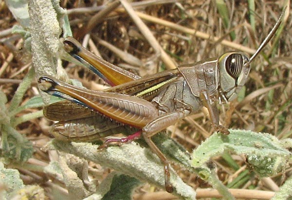 Orthoptera d''Israele