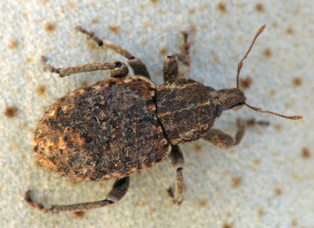 Curculionoidea d''Israele