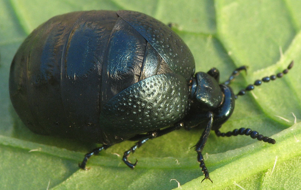 Meloidae: Meloe autumnalis