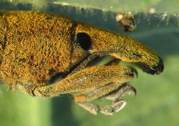 Curculionoidea d''Israele