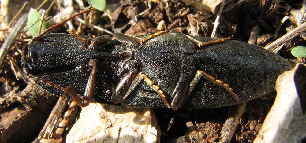 Staphylinidae (Ocypus mus) e Elateridae