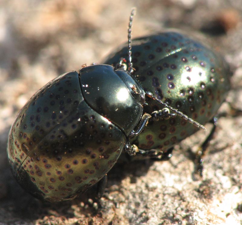 Chrysomelidae
