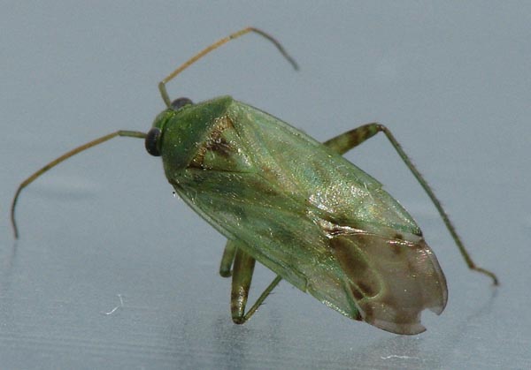 ID help
