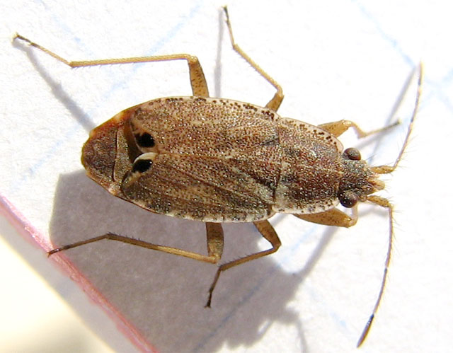 Heteroptera d''Israele: Aeliomorpha, Ischnopeza e Emblethis