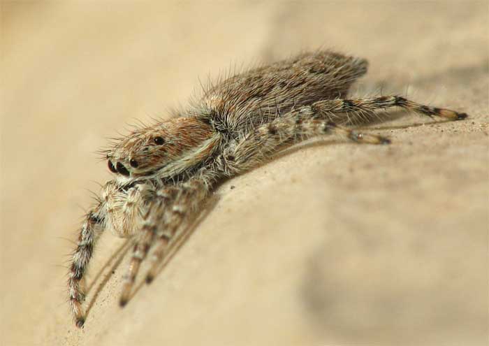 Salticoidea from israel