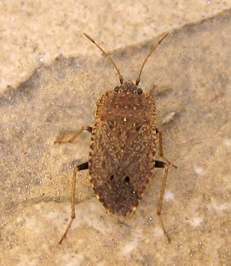 Heteroptera d''Israele: Aeliomorpha, Ischnopeza e Emblethis