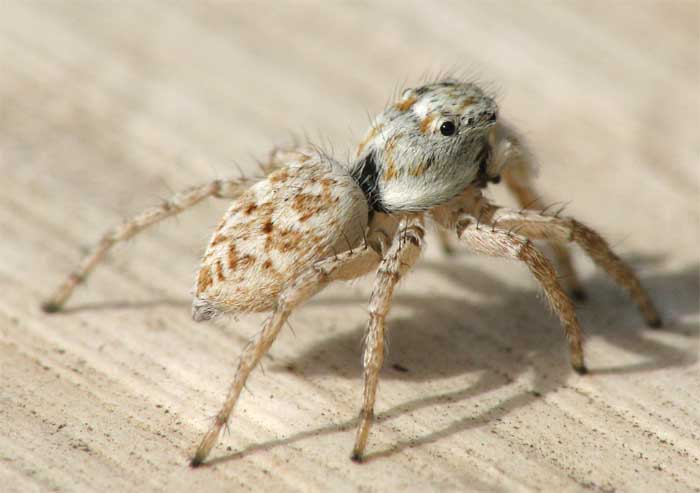 Salticoidea from israel