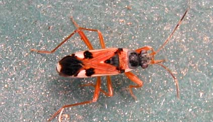 Heteroptera d''Israele: Beosus quadripunctatus