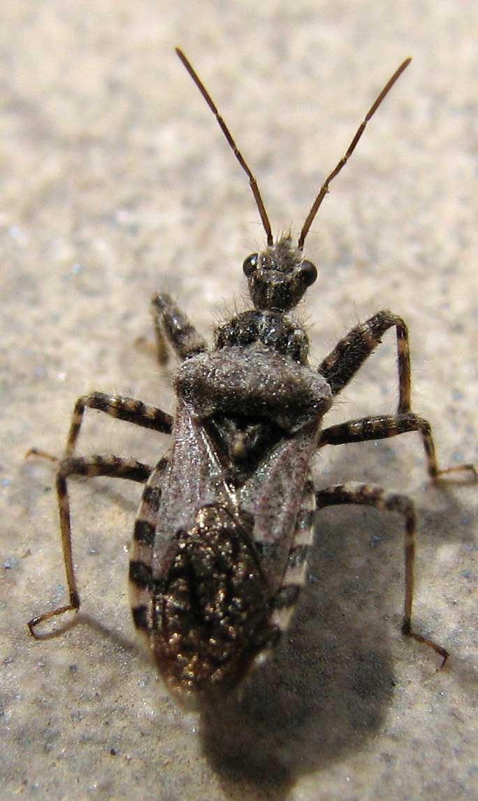 Heteroptera d''Israele: genere Coranus