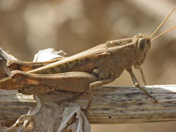Orthoptera d''Israele