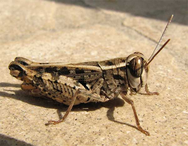 Orthoptera d''Israele