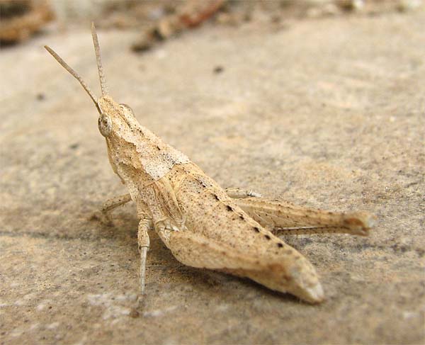 Orthoptera d''Israele