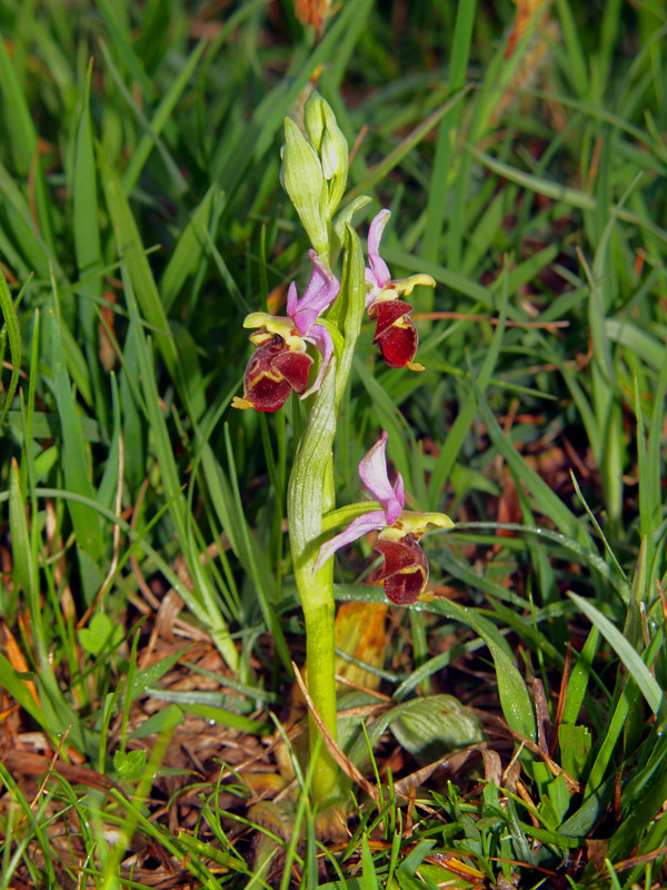 Presentazione - Orchidee della Liguria