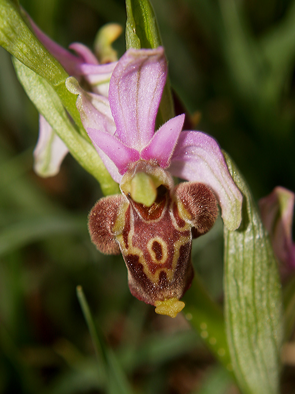 Presentazione - Orchidee della Liguria