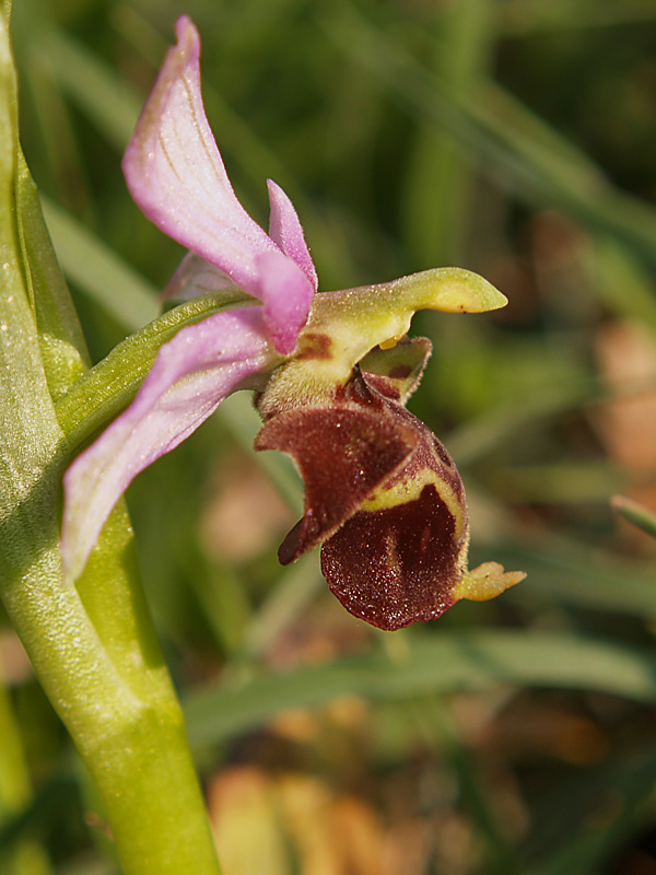 Presentazione - Orchidee della Liguria