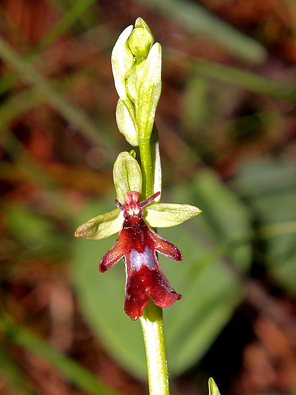 Presentazione - Orchidee della Liguria