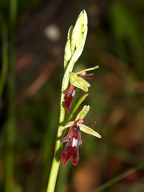 Presentazione - Orchidee della Liguria