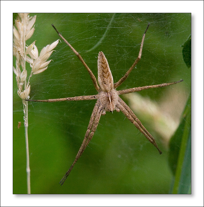 Pisaura sp.