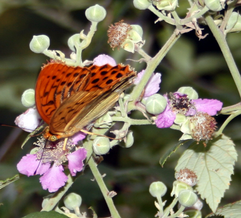 Argynnis paphia