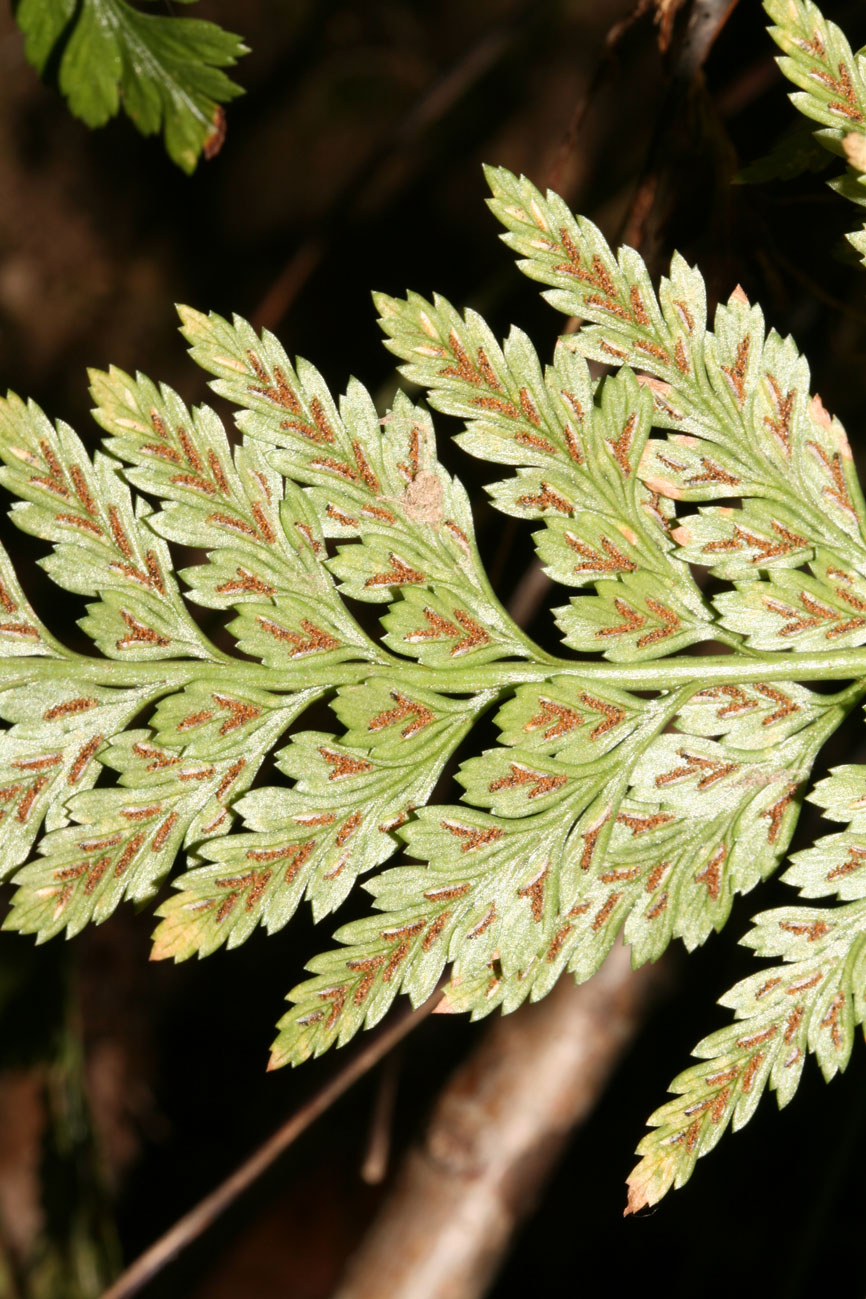 Asplenium adiantum-nigrum