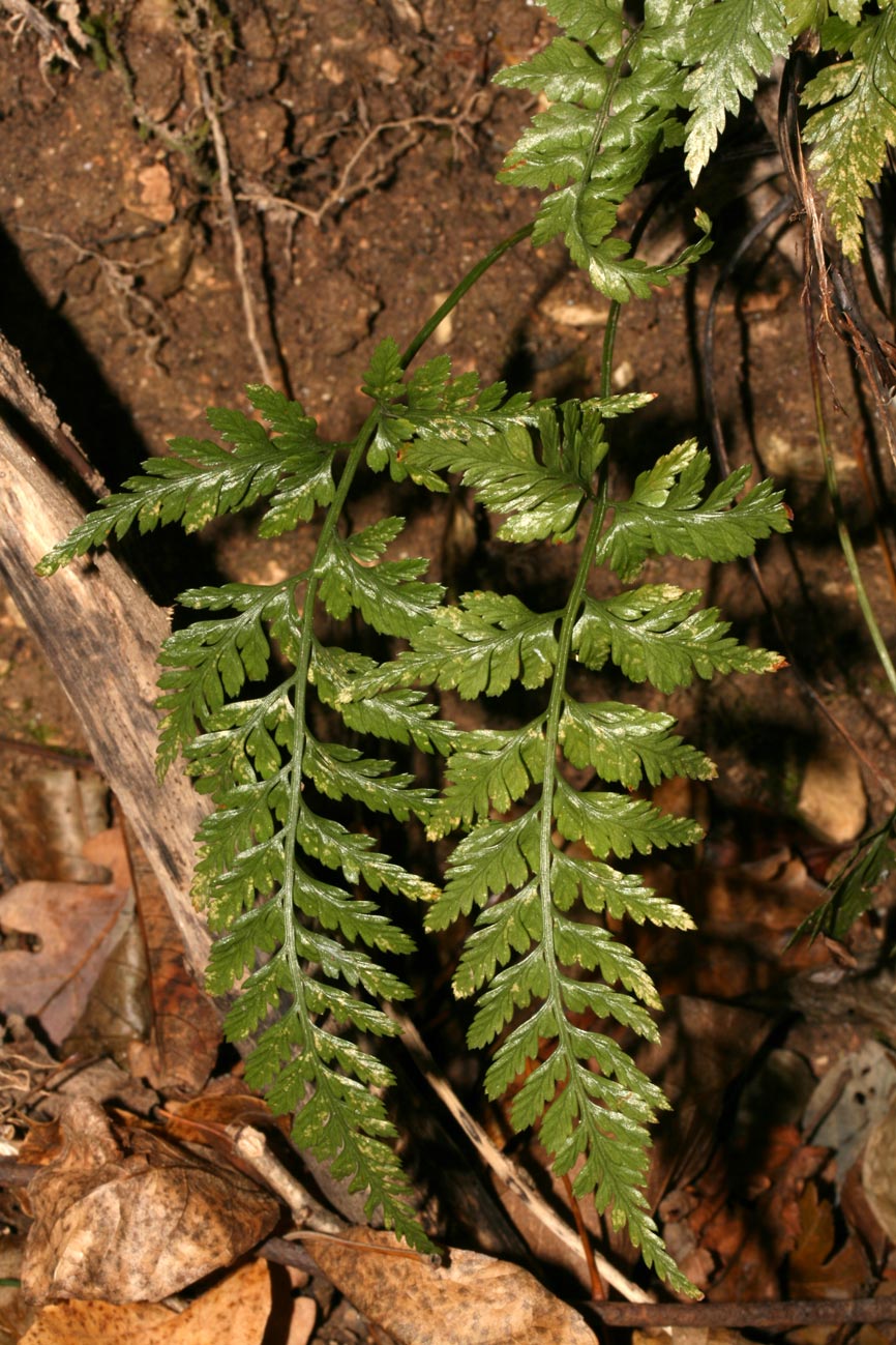 Asplenium adiantum-nigrum