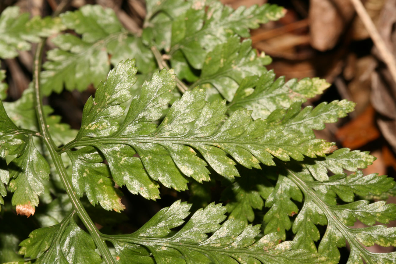 Asplenium adiantum-nigrum