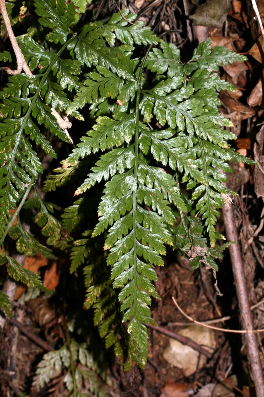 Asplenium adiantum-nigrum