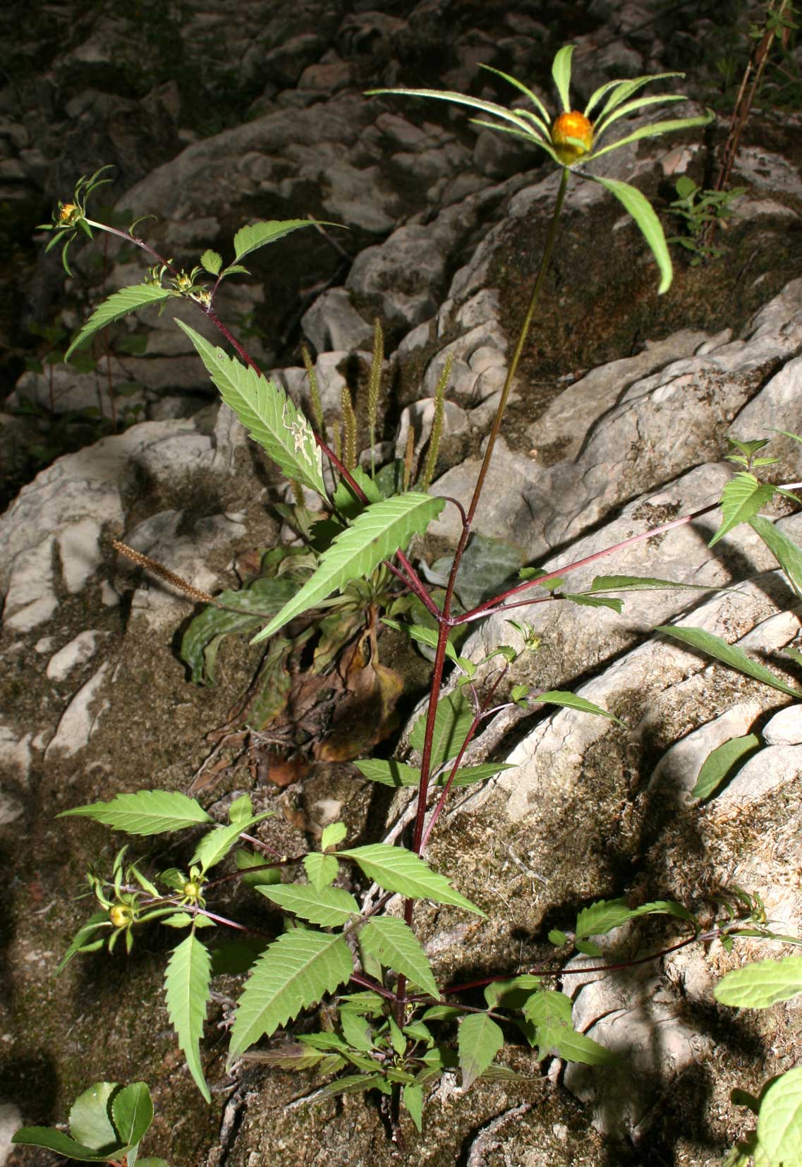Bidens tripartita e Bidens frondosus