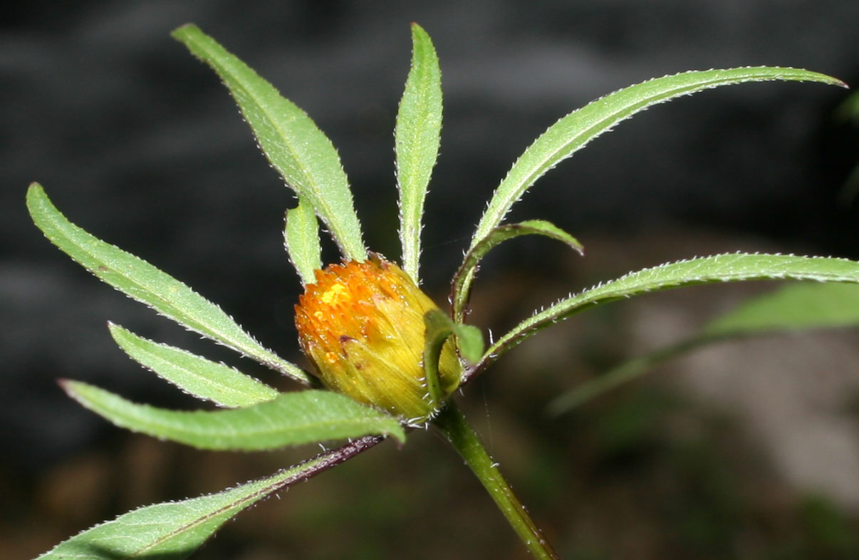 Bidens tripartita e Bidens frondosus