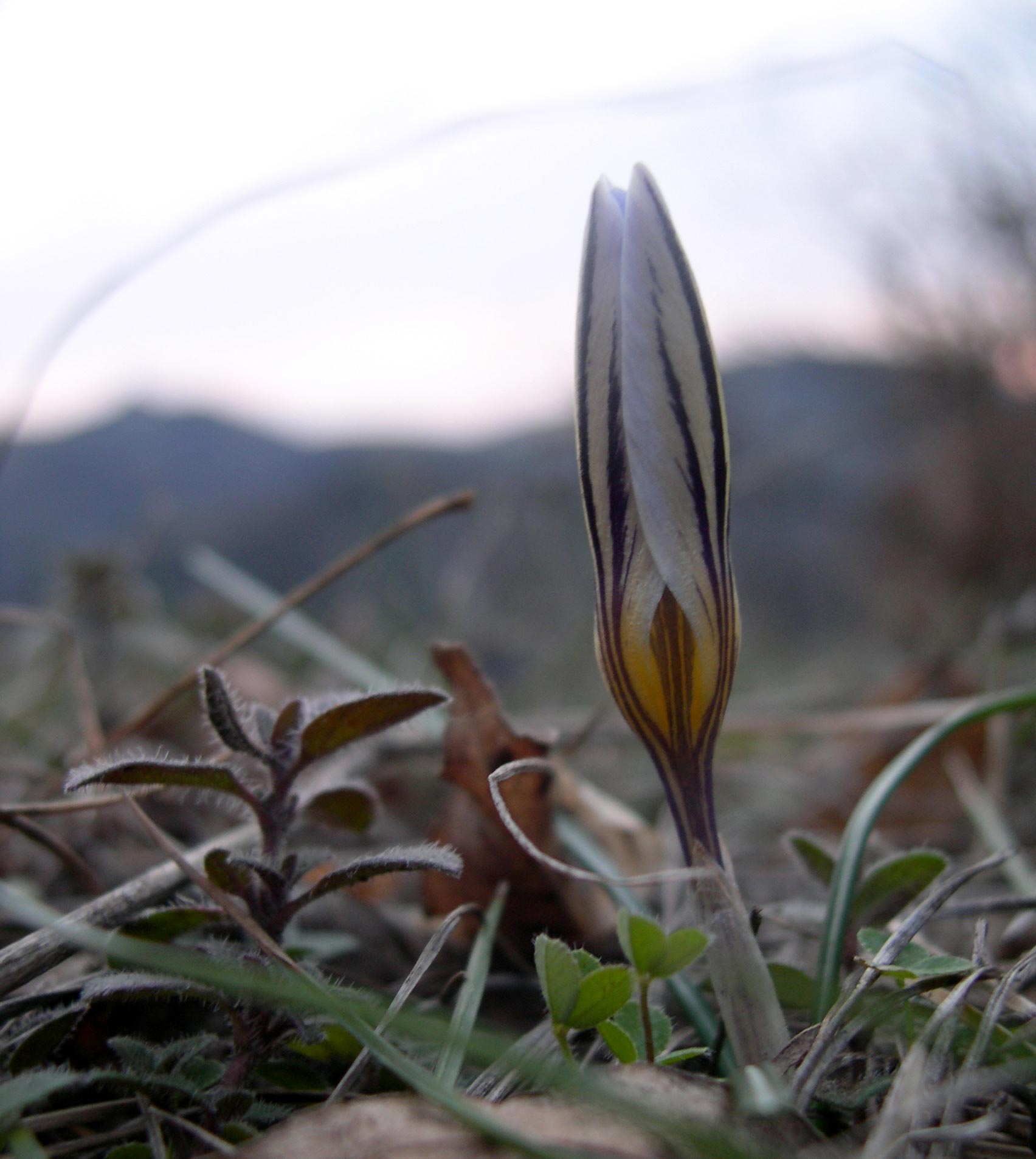 i Crochi del  Catria: Crocus biflorus e C. neglectus