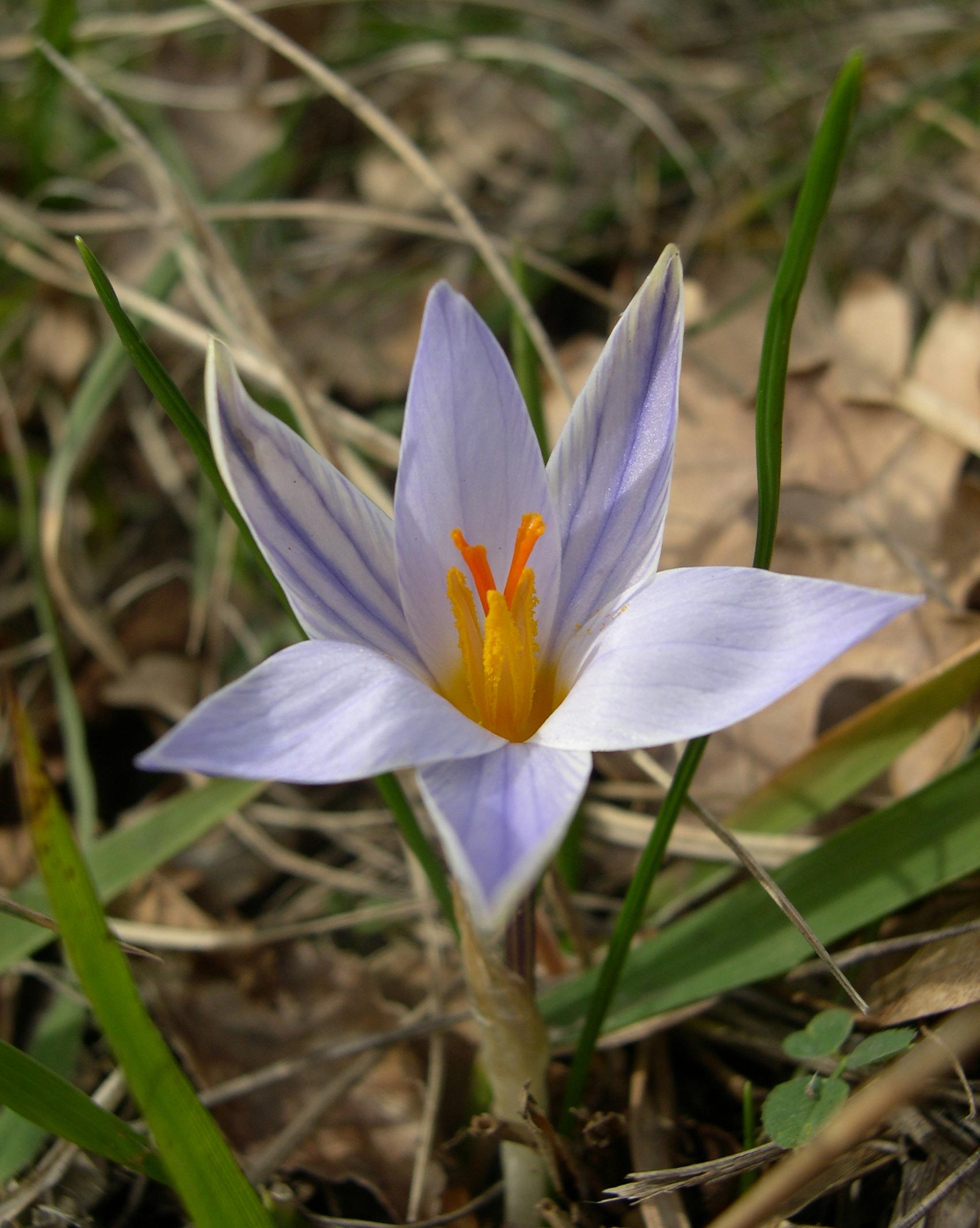 i Crochi del  Catria: Crocus biflorus e C. neglectus