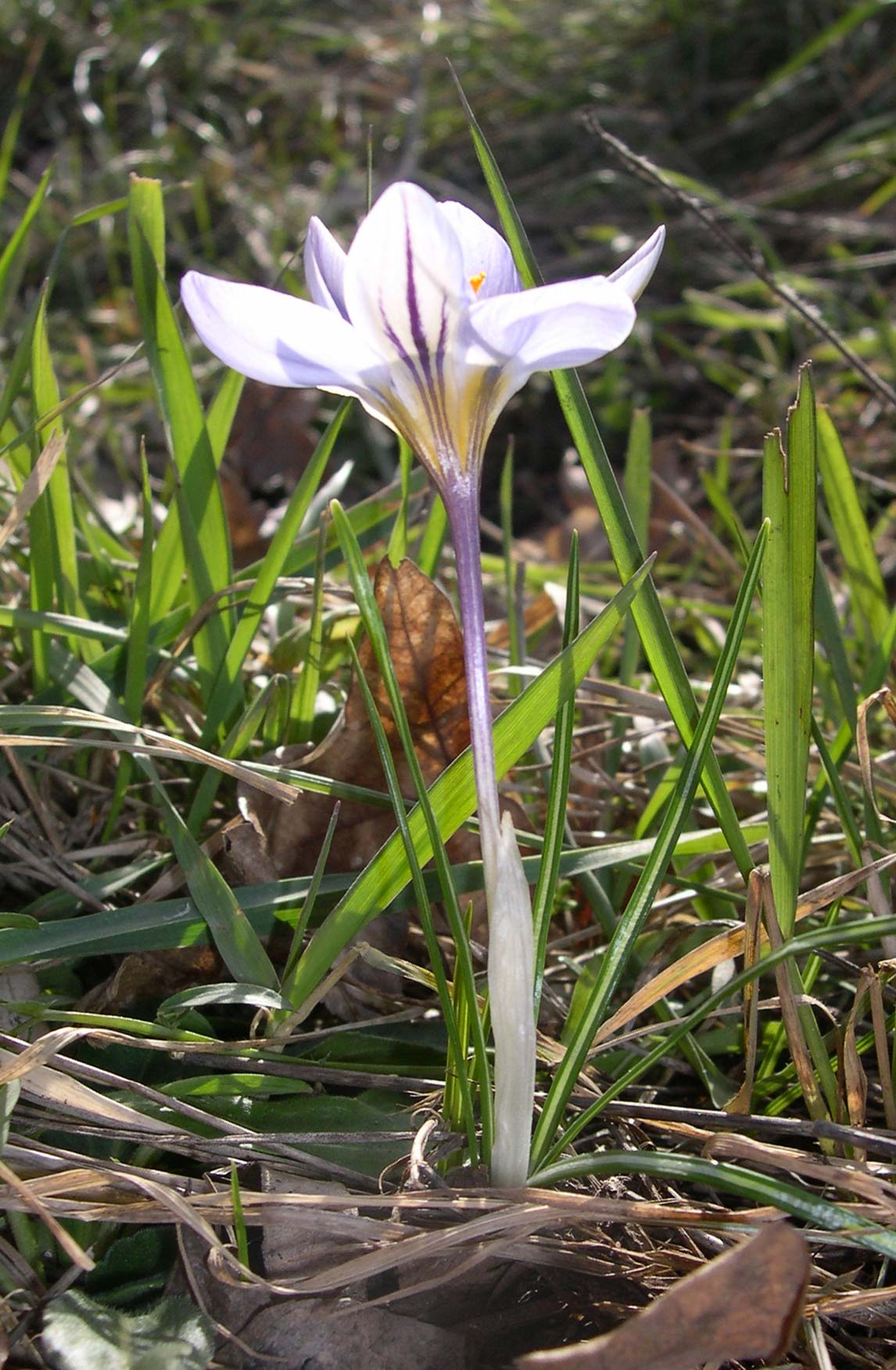 i Crochi del  Catria: Crocus biflorus e C. neglectus