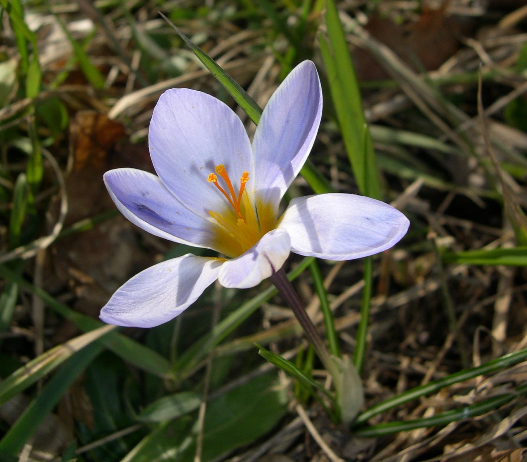 i Crochi del  Catria: Crocus biflorus e C. neglectus