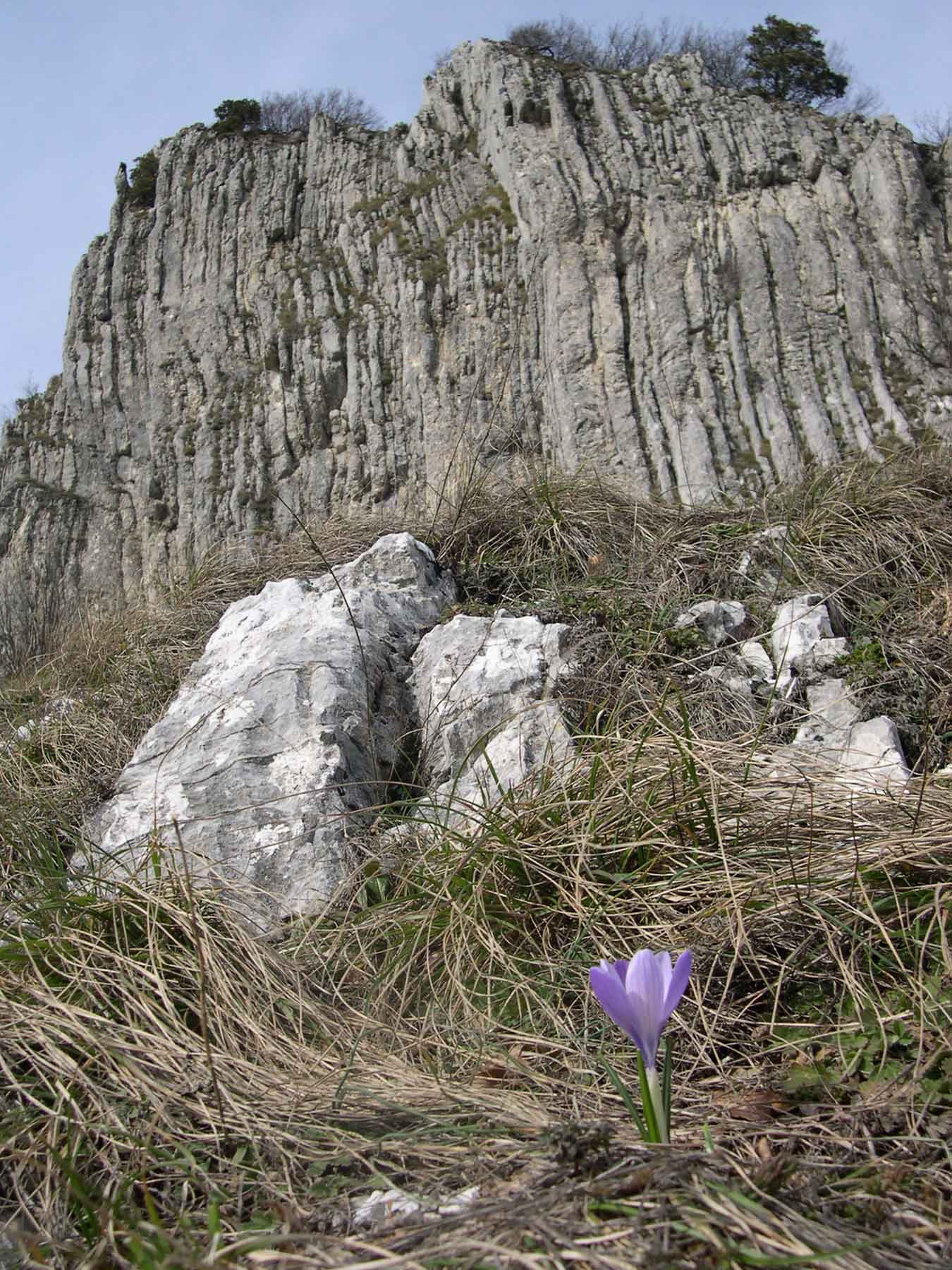 i Crochi del  Catria: Crocus biflorus e C. neglectus