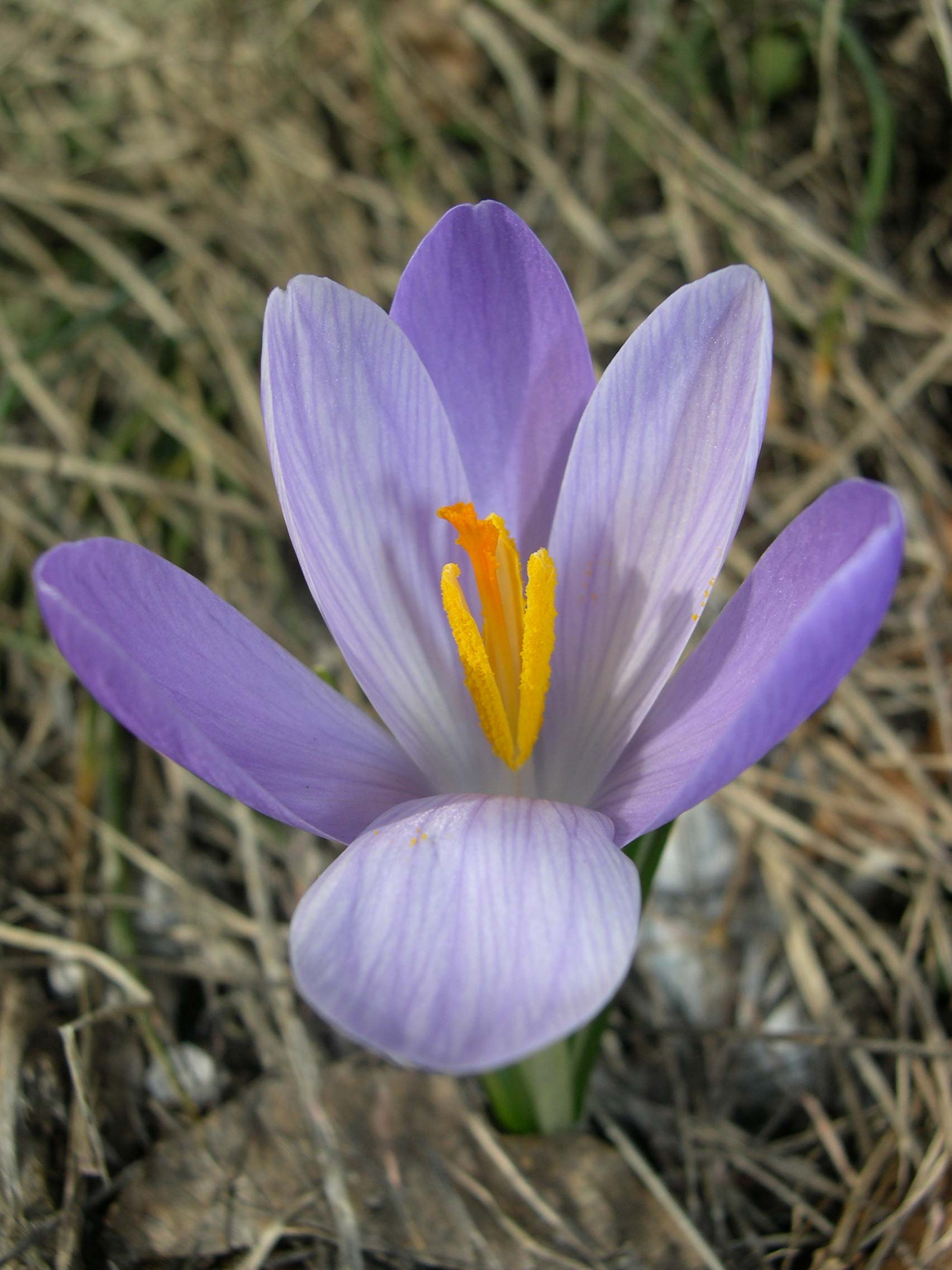 i Crochi del  Catria: Crocus biflorus e C. neglectus