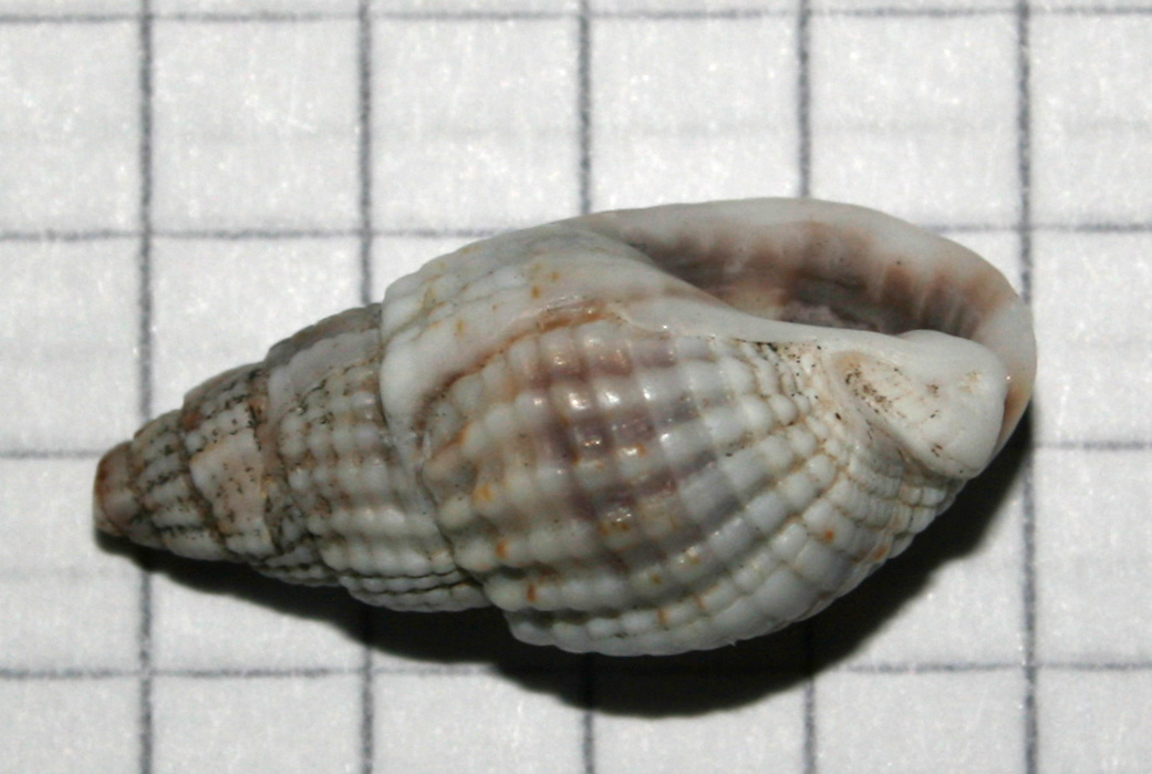 gasteropode montano (?)