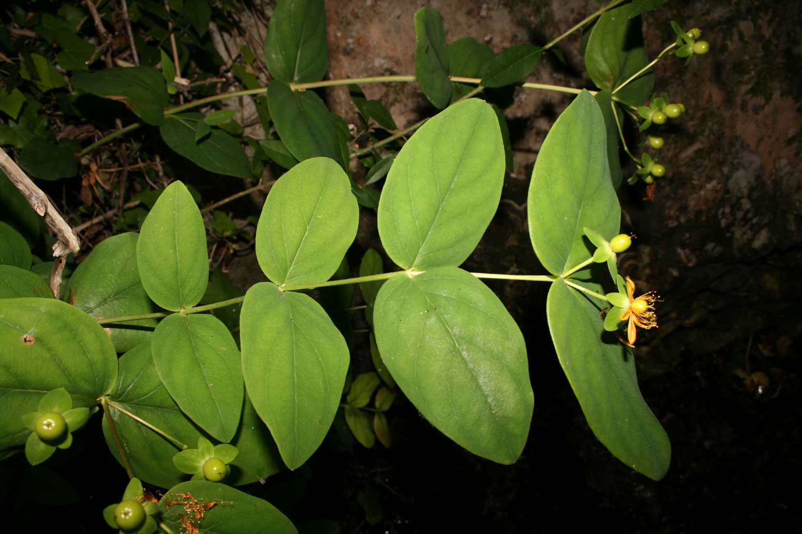 Hypericum tetrapterum / Erba di San Giovanni alata