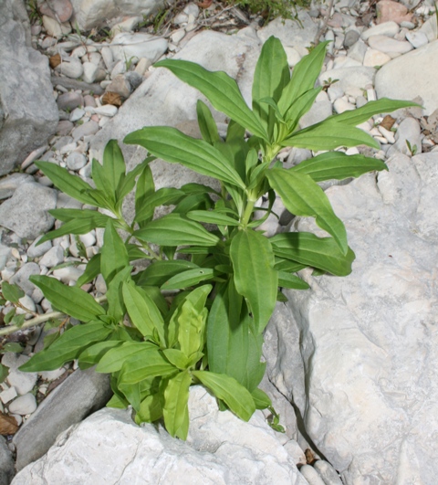 potrebbe essere? Saponaria officinalis